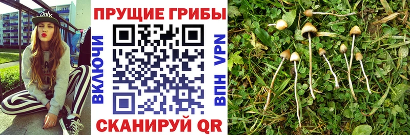 дарнет шоп  площадка наркотические препараты  Галлюциногенные грибы мицелий  Инза 